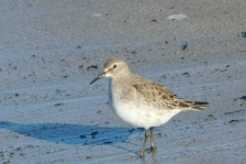 A White-rumped Sandpiper standing on the sand