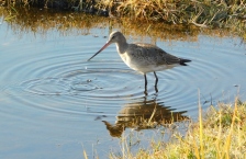 Hudsonian Godwit with drip coming from bill