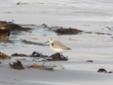 Sanderling on the sand.